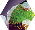 Small Molecules for Cancer or Autoimmunity Icon